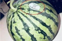 网红吃瓜集合,揭秘娱乐圈幕后故事