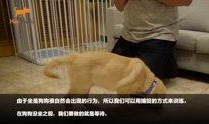 狗崽集体爆料视频大全,揭秘视频大全背后的真相与笑料